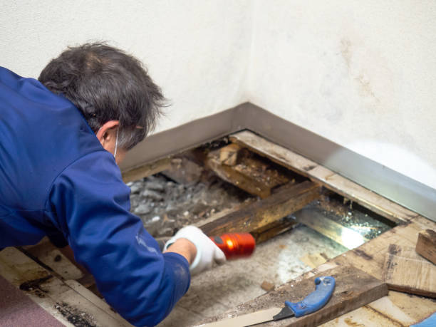 Best Health and Safety Mold Remediation in Maple Heights Lake Desire, WA
