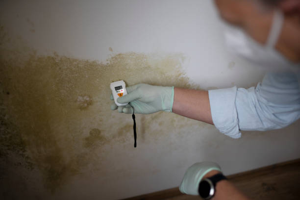 Best Basement Mold Remediation in Maple Heights Lake Desire, WA